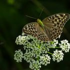 Kaisermantel (Argynnis paphia f. valesina)