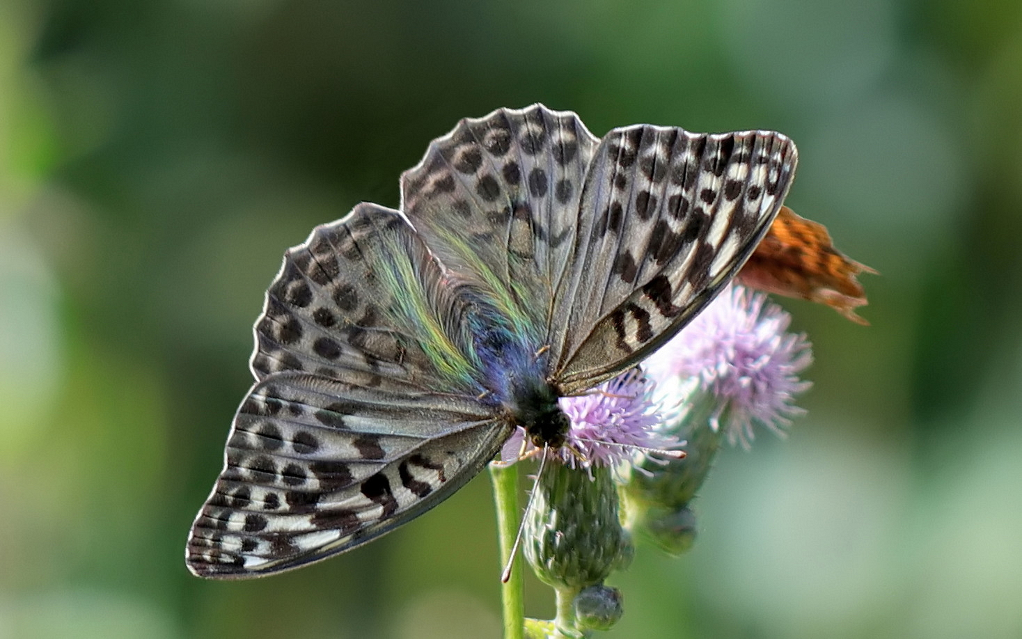 Kaisermantel (Argynnis paphia f. valesina )