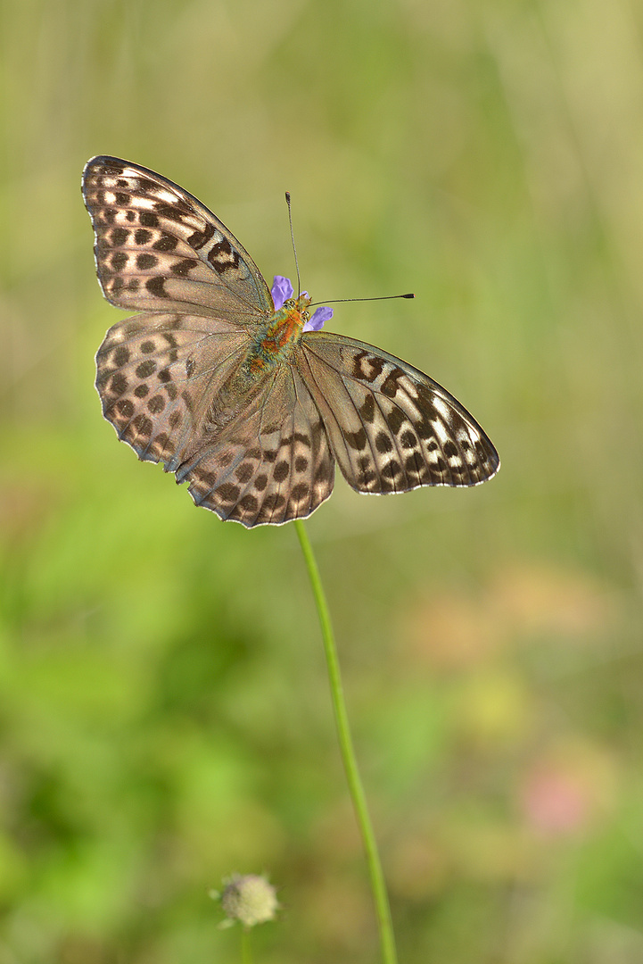 Kaisermantel (Argynnis paphia f. valesina)