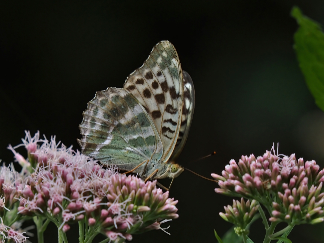 Kaisermantel, Argynnis paphia f. valesina (Esper)