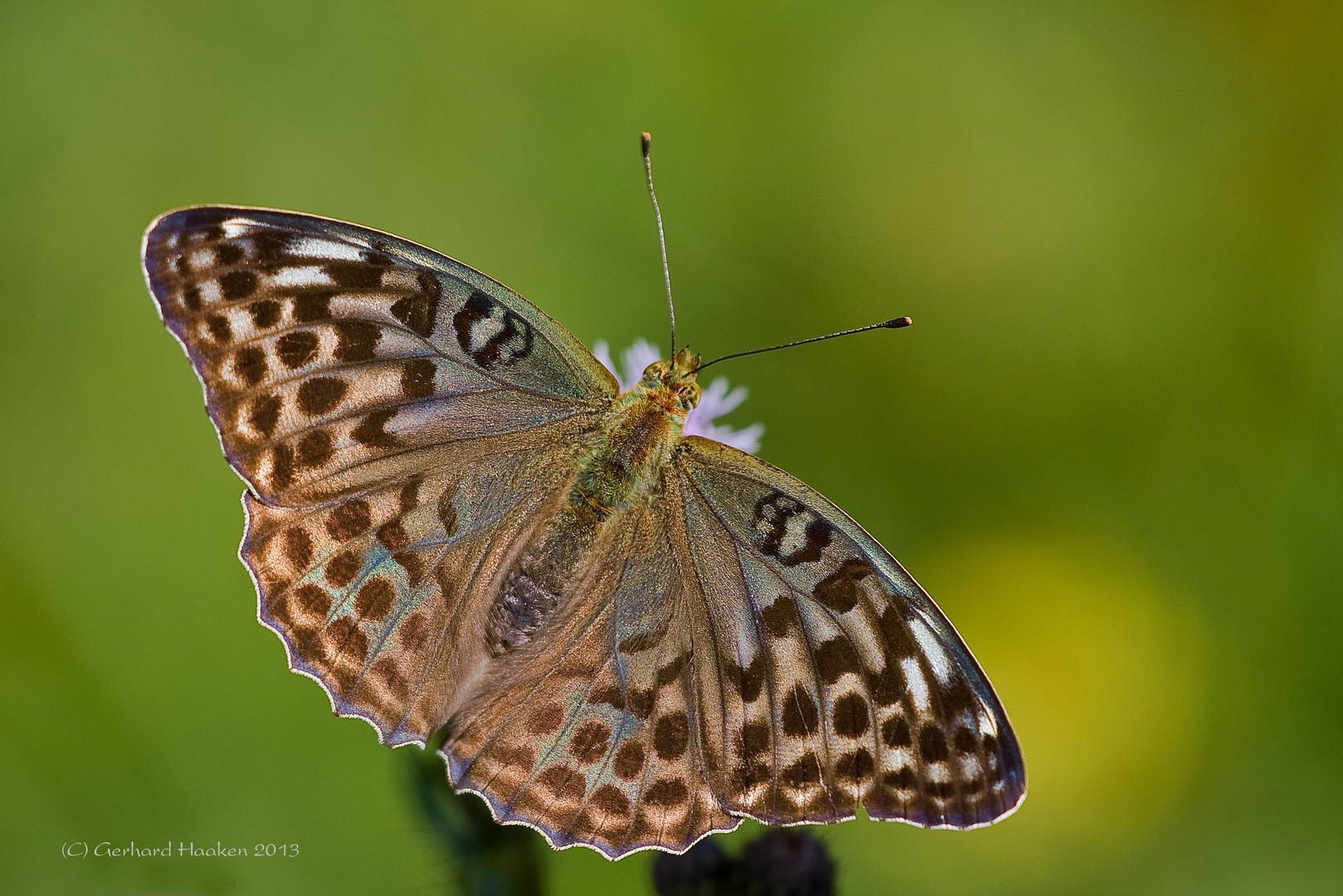 Kaisermantel (Argynnis paphia f. valesina (Esper)