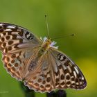 Kaisermantel (Argynnis paphia f. valesina (Esper)