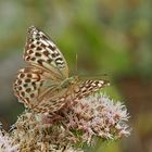 Kaisermantel, Argynnis paphia f. valesina. - Le Tabac d’Espagne: forme minoritaire valesina.