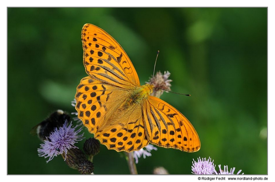 Kaisermantel (Argynnis paphia)