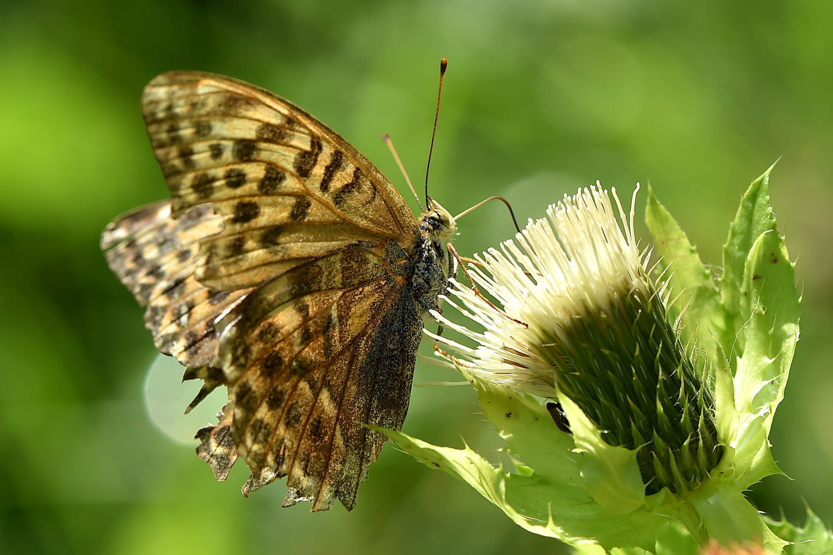 Kaisermantel (Argynnis paphia)