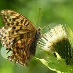 Kaisermantel (Argynnis paphia)