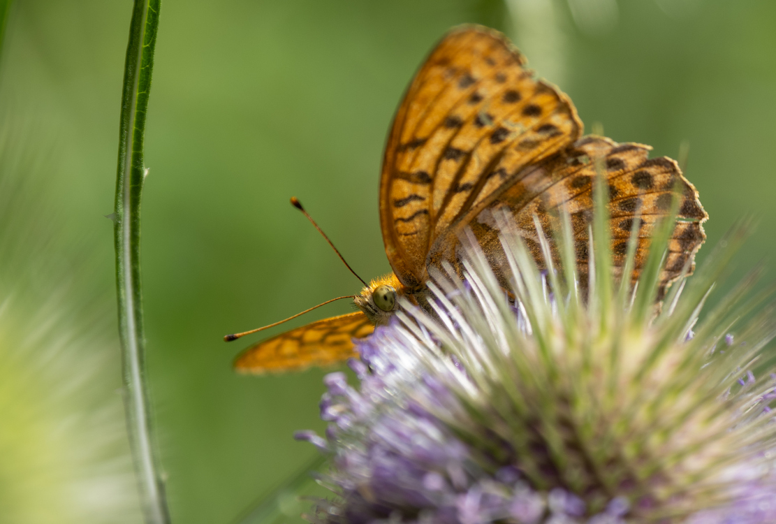 Kaisermantel (Argynnis paphia)