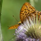 Kaisermantel (Argynnis paphia)