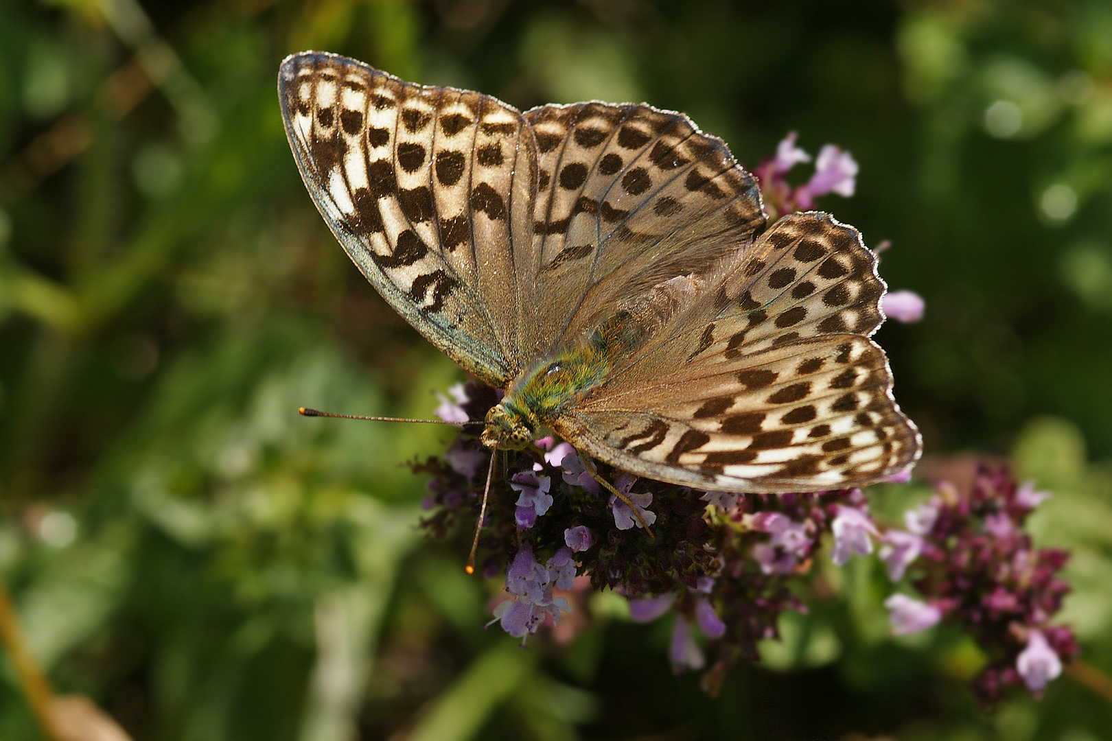 Kaisermantel (Argynnis paphia f.valesina) dunkle Form, Weibchen.