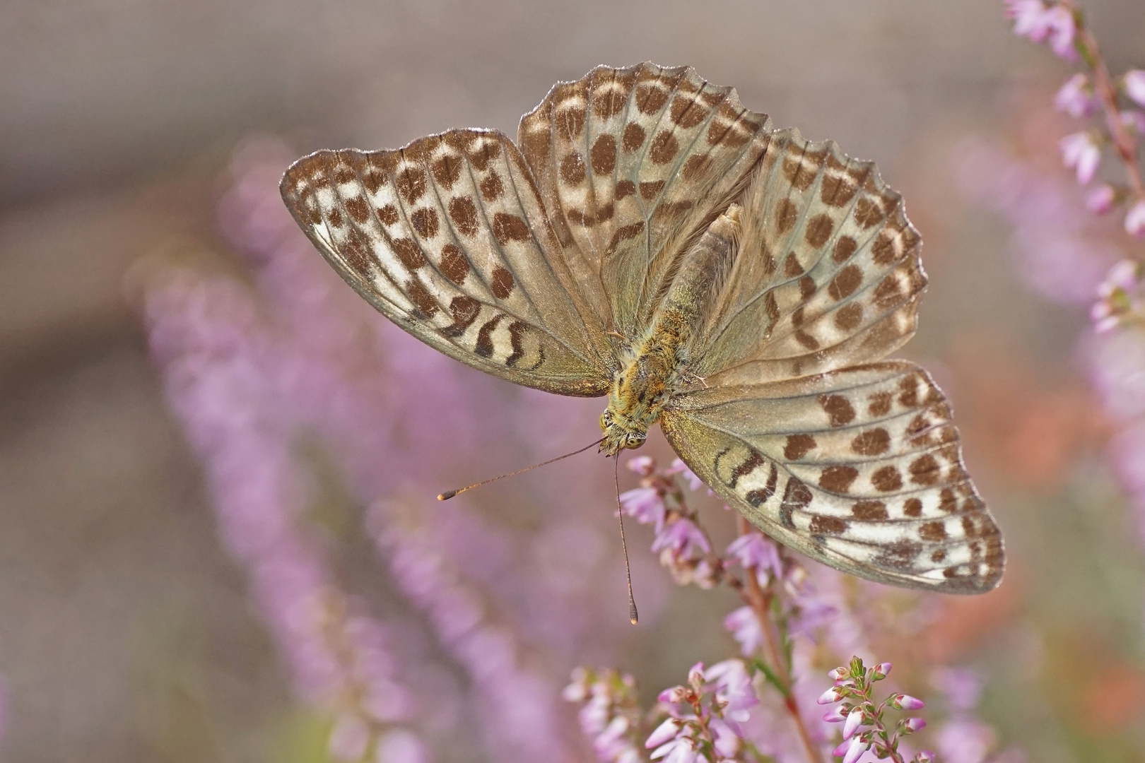 Kaisermantel (Argynnis paphia f.valesina), Weibchen