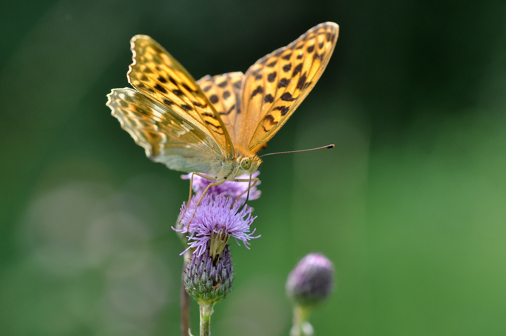 Kaisermantel (Argynnis paphia) im Gegenlicht