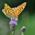 Kaisermantel (Argynnis paphia) im Gegenlicht