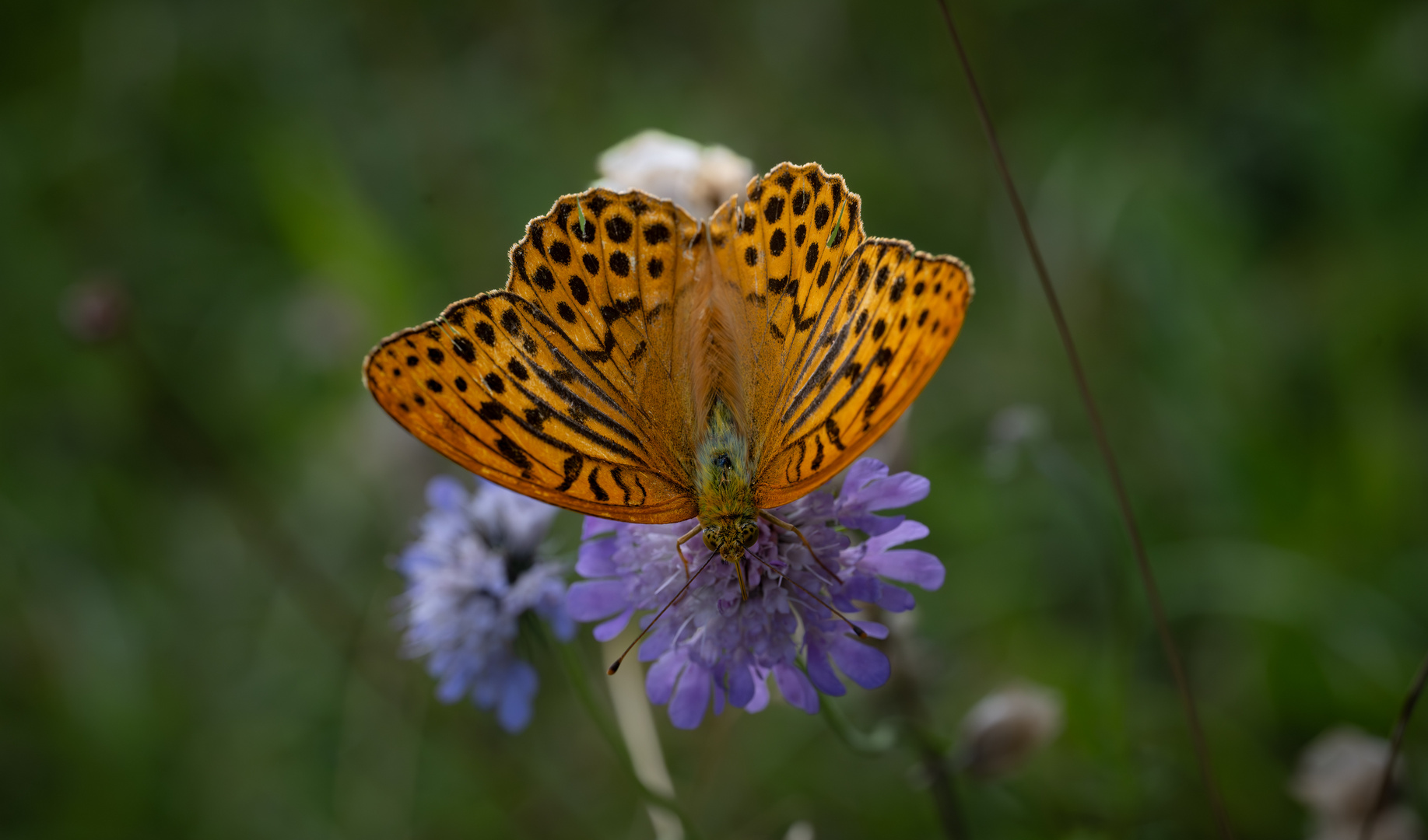 Kaisermantel (Argynnis paphia) im Naturschutzgebiet Zisiberg