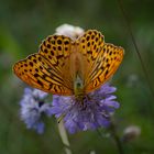 Kaisermantel (Argynnis paphia) im Naturschutzgebiet Zisiberg