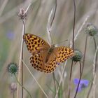 Kaisermantel (Argynnis paphia) in Blumberg/ Schwarzwald Baar Kreis