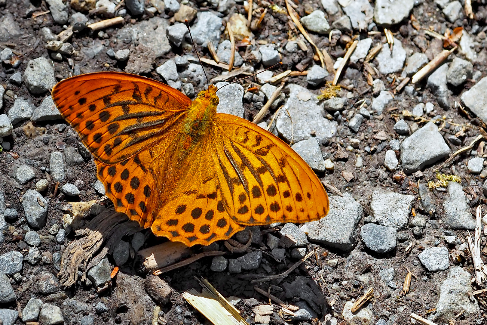 Kaisermantel (Argynnis paphia) - Le Tabac d'Espagne.