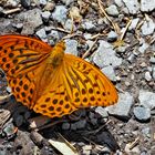 Kaisermantel (Argynnis paphia) - Le Tabac d'Espagne.