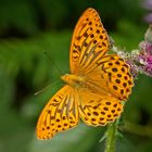 Kaisermantel (Argynnis paphia), Männchen