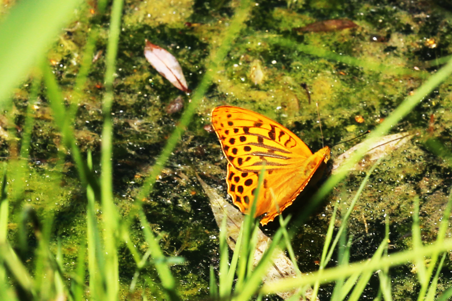 Kaisermantel (Argynnis paphia), Männchen