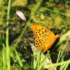 Kaisermantel (Argynnis paphia), Männchen