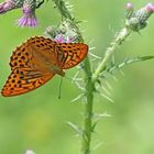 Kaisermantel (Argynnis paphia) - Männchen