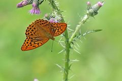 Kaisermantel (Argynnis paphia) - Männchen