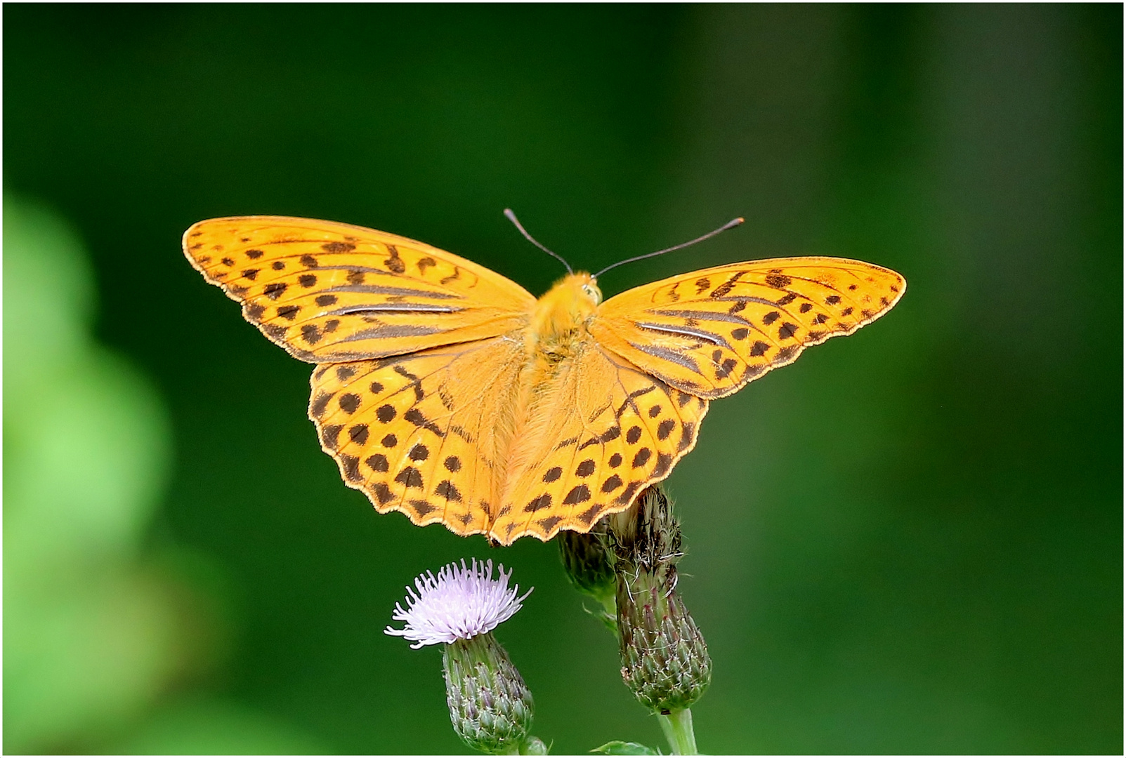 Kaisermantel (Argynnis paphia) - Männchen.