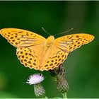 Kaisermantel (Argynnis paphia) - Männchen.