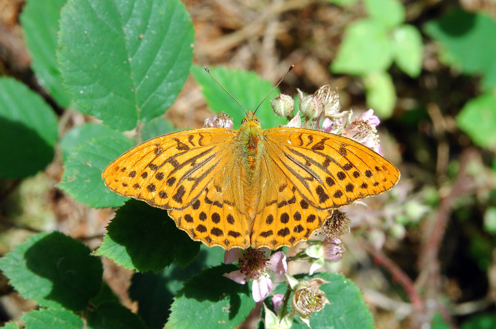 Kaisermantel-Argynnis paphia Männchen