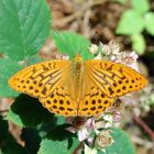 Kaisermantel-Argynnis paphia Männchen