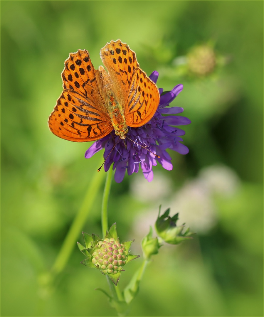 Kaisermantel (Argynnis paphia) - Männchen.