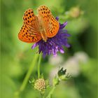 Kaisermantel (Argynnis paphia) - Männchen.