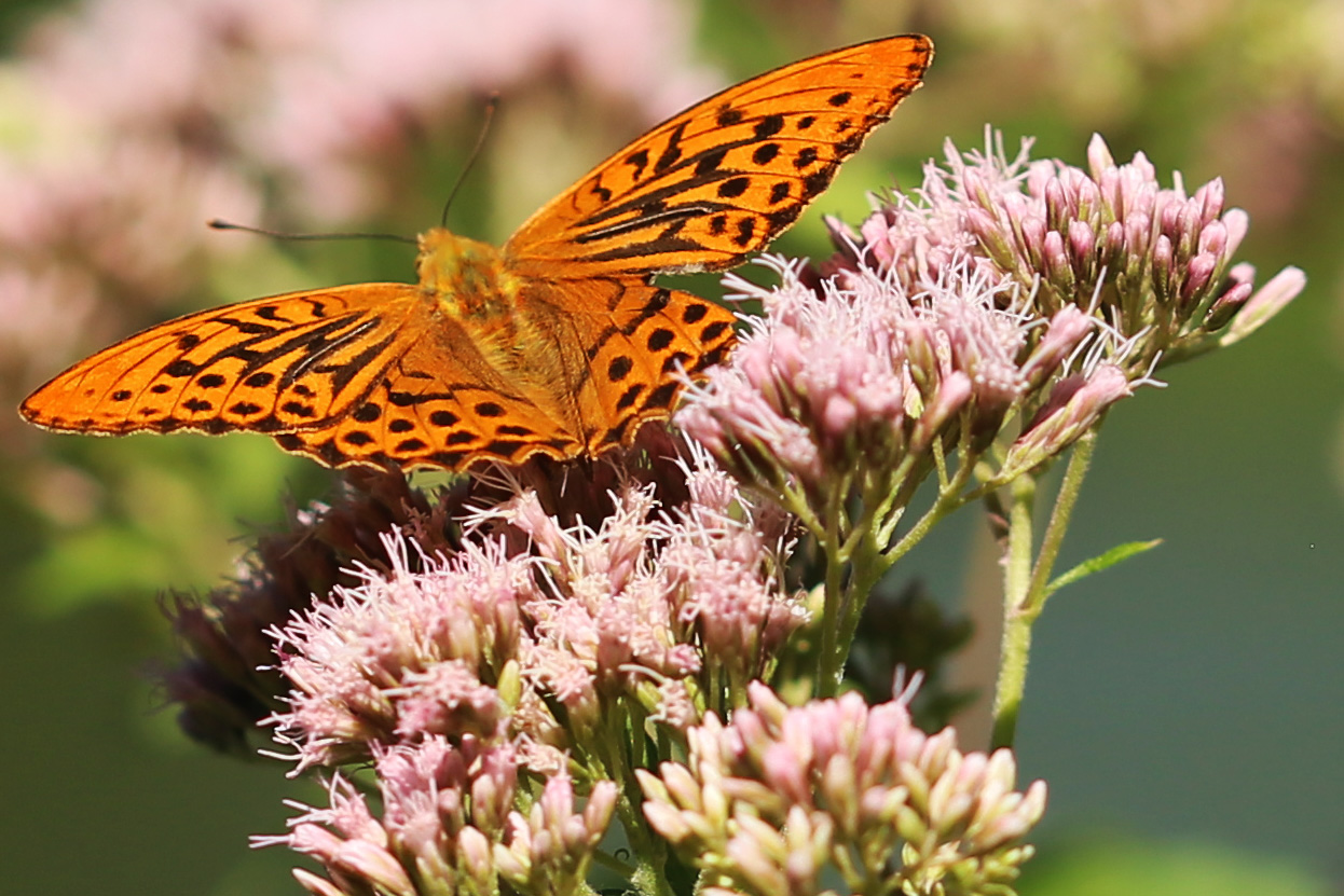 Kaisermantel (Argynnis paphia), Männchen