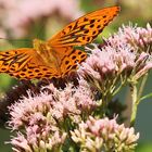 Kaisermantel (Argynnis paphia), Männchen