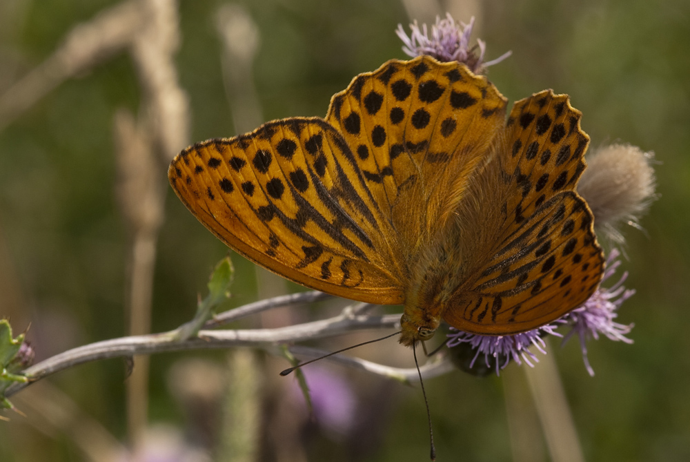 Kaisermantel (Argynnis paphia) Männchen