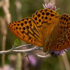 Kaisermantel (Argynnis paphia) Männchen