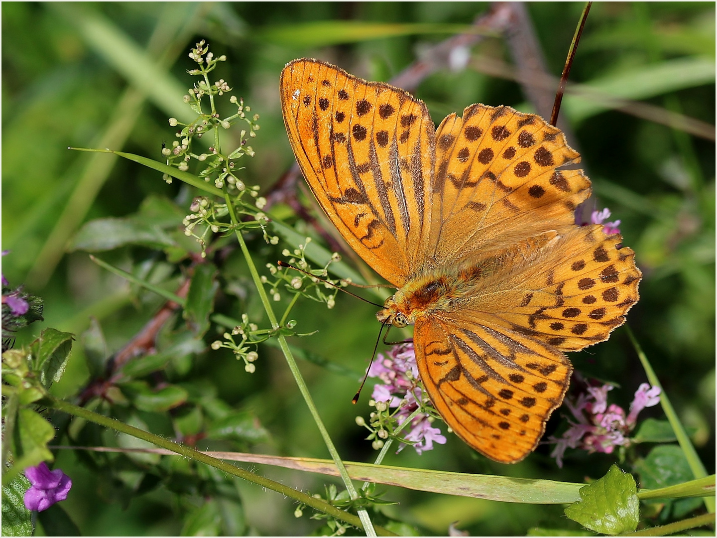 Kaisermantel (Argynnis paphia) - Männchen.