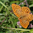 Kaisermantel (Argynnis paphia) - Männchen.