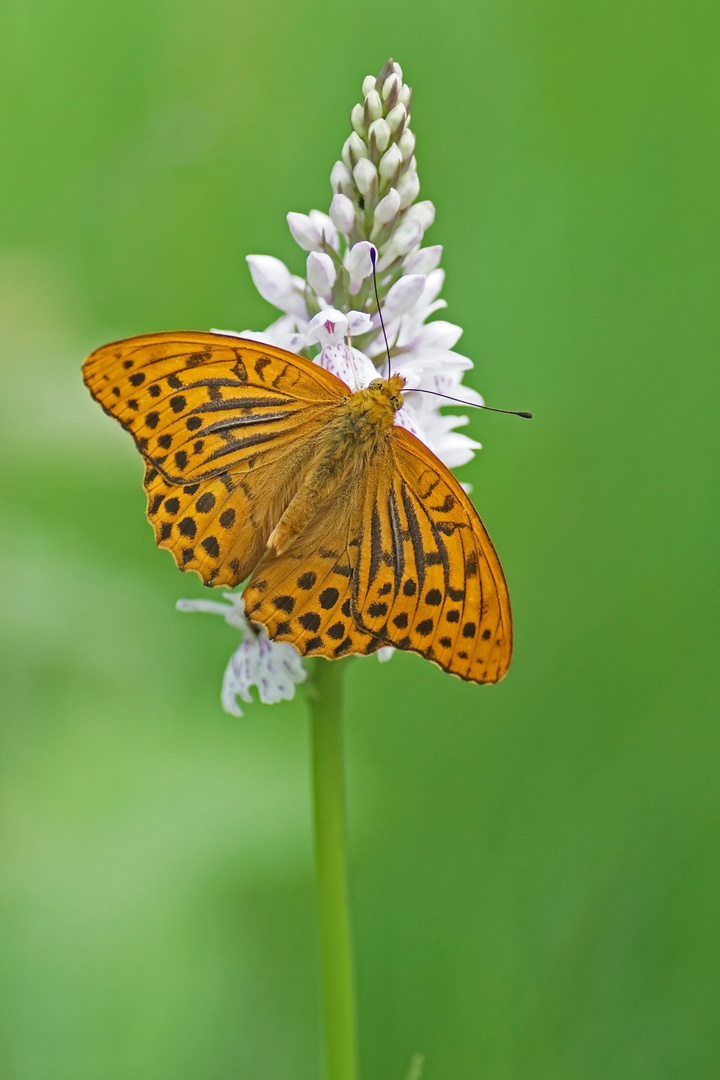 Kaisermantel (Argynnis paphia), Männchen