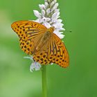 Kaisermantel (Argynnis paphia), Männchen