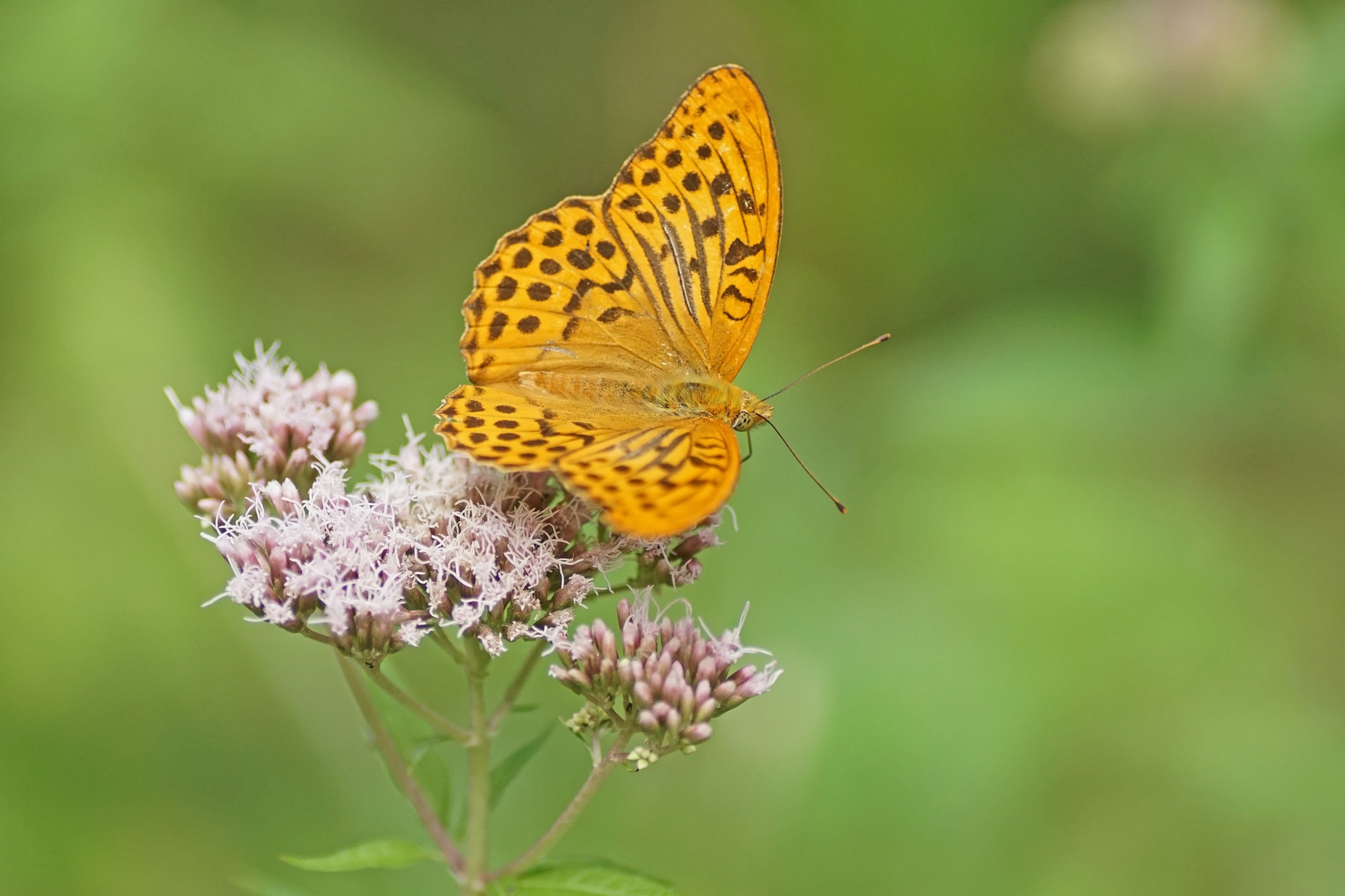 Kaisermantel (Argynnis paphia), Männchen