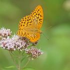 Kaisermantel (Argynnis paphia), Männchen