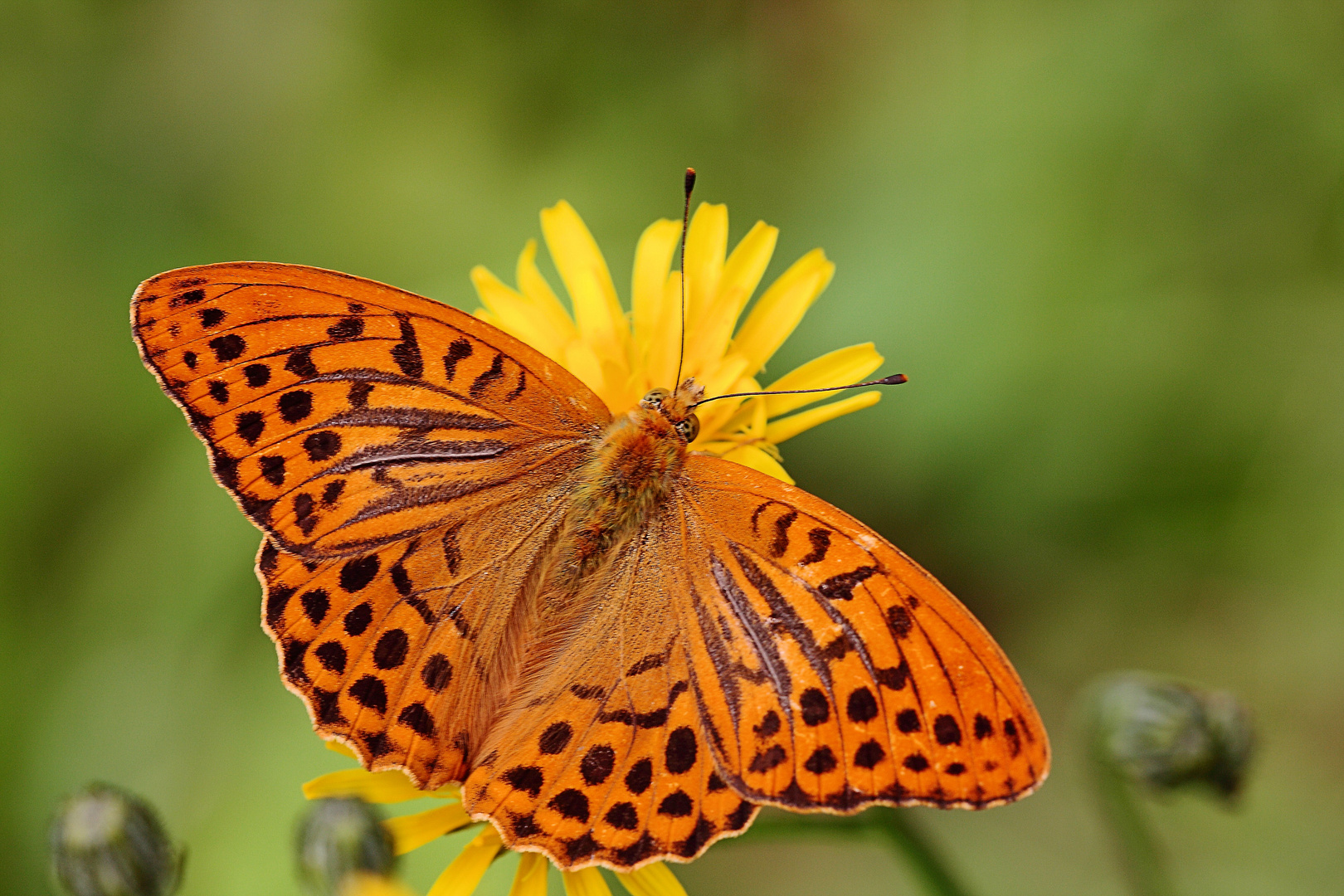Kaisermantel (Argynnis paphia) (männl.) Foto & Bild tiere, wildlife