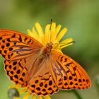 Kaisermantel (Argynnis paphia) (männl.)