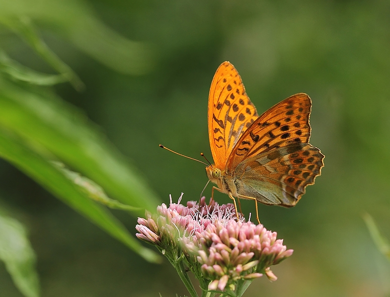 Kaisermantel (Argynnis paphia), männlich