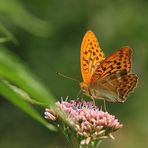 Kaisermantel (Argynnis paphia), männlich