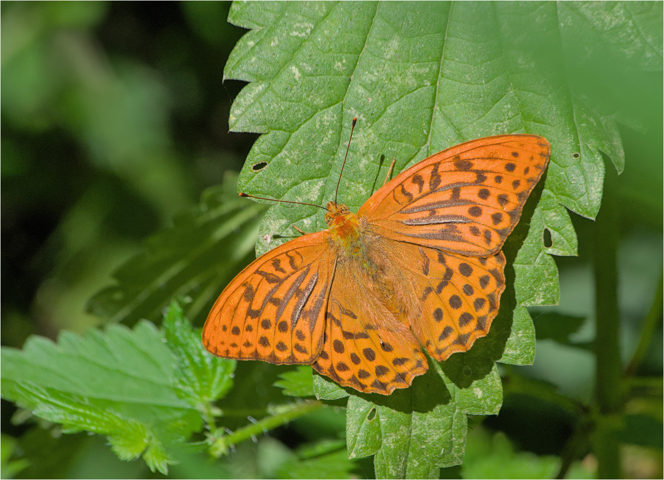 Kaisermantel (Argynnis paphia), männlich