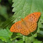 Kaisermantel (Argynnis paphia), männlich