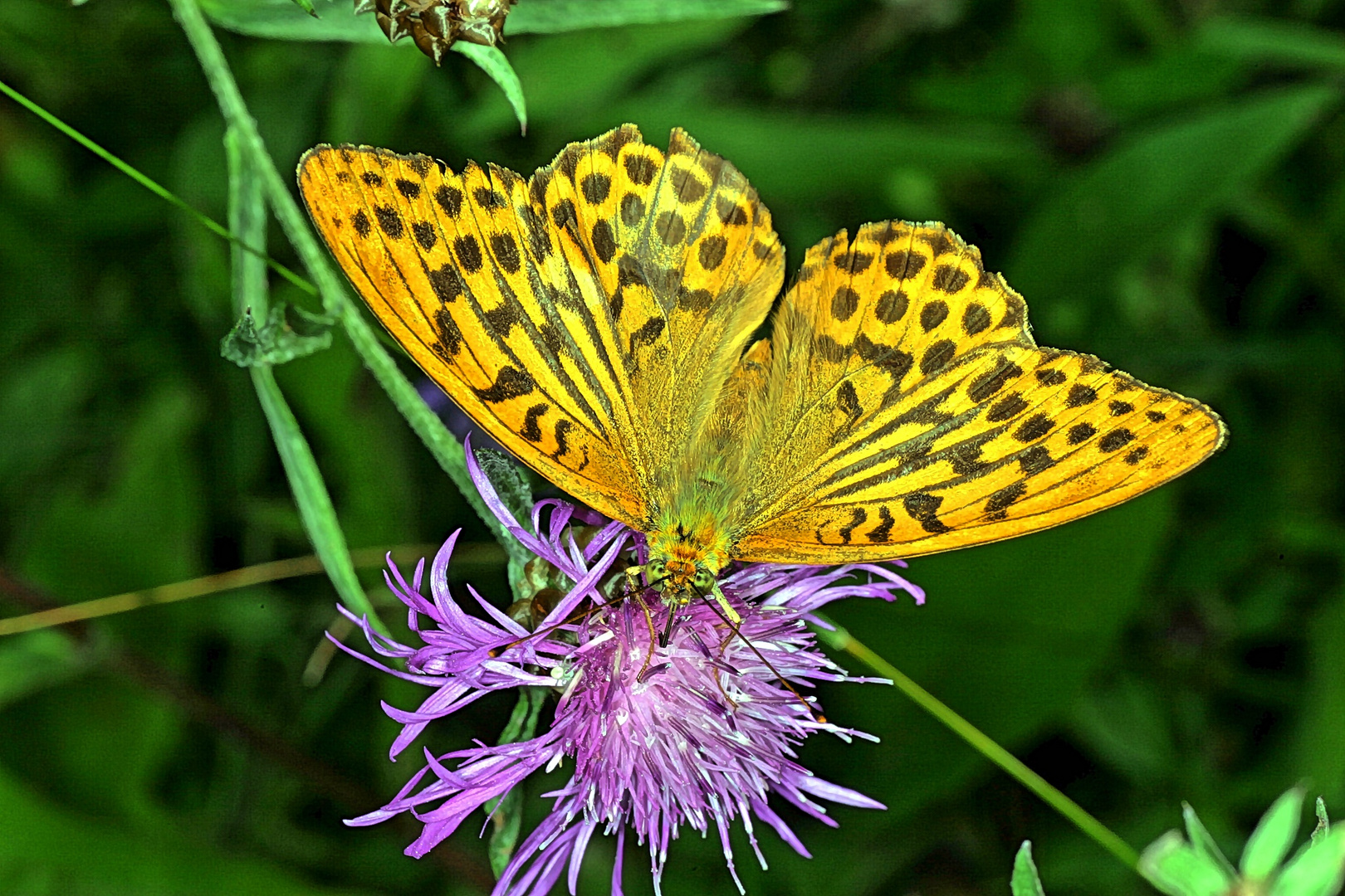 Kaisermantel (Argynnis paphia) male.