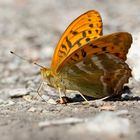 Kaisermantel -  (Argynnis paphia) , Mineralstoffe saugend